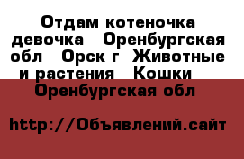 Отдам котеночка девочка - Оренбургская обл., Орск г. Животные и растения » Кошки   . Оренбургская обл.